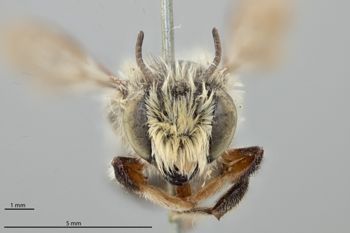 Media type: image;   Entomology 793876 Aspect: head frontal view